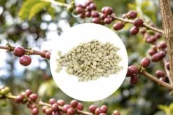 1kg - Café Vert Bio Sueno - Région Altura - Mexique - Décaféiné à L'eau
