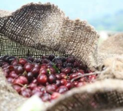 4x250g Café En Grain Bio Finca Oasis - Cafés Lugat -Magasin De Machines À Café cafeengraincafeslugatpaysproducteurcafe 2