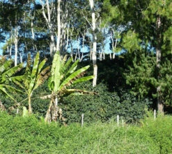 250 G- Café En Grain Coopchebi - LE PIANTAGIONI DEL CAFFE 10 250 G- Café En Grain Coopchebi - LE PIANTAGIONI DEL CAFFE -Magasin De Machines À Café cafeengrainlpdcaltopalomar2