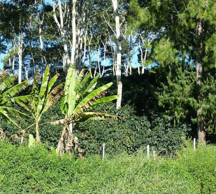 250 G- Café En Grain Coopchebi - LE PIANTAGIONI DEL CAFFE 6 250 G- Café En Grain Coopchebi - LE PIANTAGIONI DEL CAFFE – Image 4