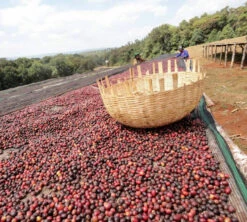 250 G- Café En Grain Dambi Uddo - LE PIANTAGIONI DEL CAFFE 12 250 G- Café En Grain Dambi Uddo - LE PIANTAGIONI DEL CAFFE -Magasin De Machines À Café cafeengrainlpdcdambiuddo2