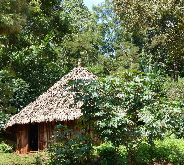 250 G- Café En Grain Dambi Uddo - LE PIANTAGIONI DEL CAFFE 6 250 G- Café En Grain Dambi Uddo - LE PIANTAGIONI DEL CAFFE – Image 4