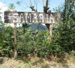 250 G- Café En Grain Samaria - LE PIANTAGIONI DEL CAFFE -Magasin De Machines À Café cafeengrainlpdcsamaria1