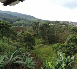 250 G- Café En Grain Samaria - LE PIANTAGIONI DEL CAFFE -Magasin De Machines À Café cafeengrainlpdcsamaria2