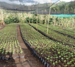 250 G- Café En Grain Samaria - LE PIANTAGIONI DEL CAFFE -Magasin De Machines À Café cafeengrainlpdcsamaria3