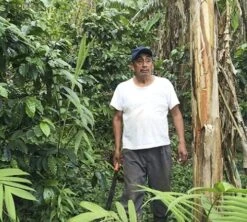 Café En Grains Bio : Mexique - Sueño - Décaféiné à L'eau - 1Kg - Cafés Lugat 7 Café En Grains Bio : Mexique - Sueño - Décaféiné à L'eau - 1Kg - Cafés Lugat -Magasin De Machines À Café decafeine altura mexique 4