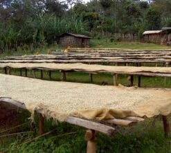 1 Kg - Café En Grain : Ethiopie - Moka Yrgacheffe CAFÉS LUGAT 10 1 Kg - Café En Grain : Ethiopie - Moka Yrgacheffe CAFÉS LUGAT -Magasin De Machines À Café ethiopie yrgacheffe cafe grains2