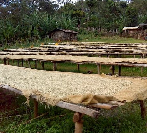 1 Kg - Café En Grain : Ethiopie - Moka Yrgacheffe CAFÉS LUGAT 5 1 Kg - Café En Grain : Ethiopie - Moka Yrgacheffe CAFÉS LUGAT – Image 3