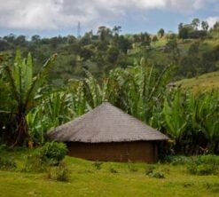 1 Kg - Café En Grain : Ethiopie - Moka Yrgacheffe CAFÉS LUGAT 11 1 Kg - Café En Grain : Ethiopie - Moka Yrgacheffe CAFÉS LUGAT -Magasin De Machines À Café ethiopie yrgacheffe cafe grains3