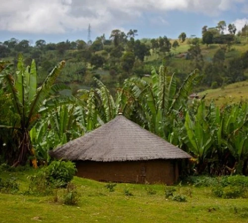1 Kg - Café En Grain : Ethiopie - Moka Yrgacheffe CAFÉS LUGAT 6 1 Kg - Café En Grain : Ethiopie - Moka Yrgacheffe CAFÉS LUGAT – Image 4