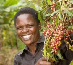 1 Kg - Café En Grain : Ethiopie - Moka Yrgacheffe CAFÉS LUGAT 12 1 Kg - Café En Grain : Ethiopie - Moka Yrgacheffe CAFÉS LUGAT -Magasin De Machines À Café ethiopie yrgacheffe cafe grains4