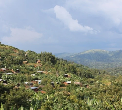 1 Kg - Café En Grain : Ethiopie - Moka Yrgacheffe CAFÉS LUGAT 8 1 Kg - Café En Grain : Ethiopie - Moka Yrgacheffe CAFÉS LUGAT – Image 6