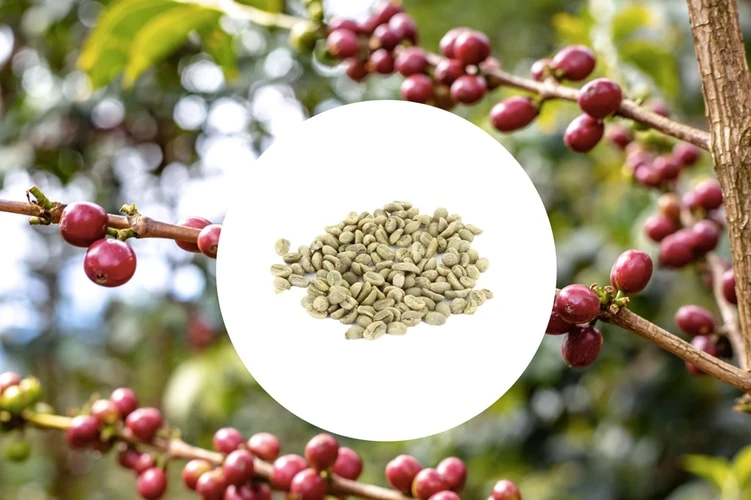 1 Kg - Café Vert - Région Sidama - Ethiopie - Lavé 3 1 Kg - Café Vert - Région Sidama - Ethiopie - Lavé