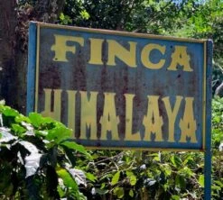 250g Café En Grains - Himalaya Pineapple - THE BARN -Magasin De Machines À Café finca himalaya