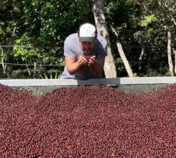 250g Café En Grains - Himalaya Pineapple - THE BARN -Magasin De Machines À Café himalaya cerise caf