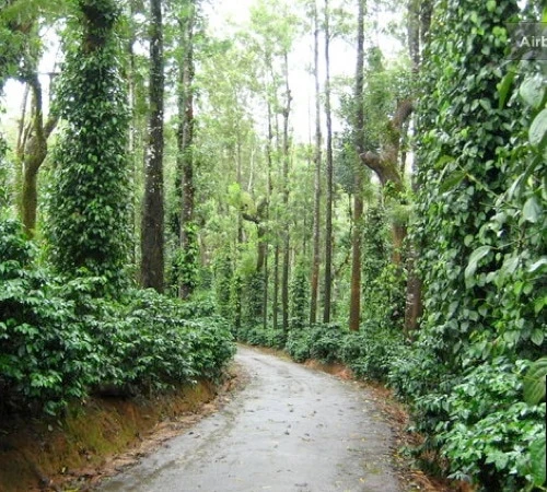 Café En Grains : Inde - Malabar - 1Kg - Cafés Lugat 4 Café En Grains : Inde - Malabar - 1Kg - Cafés Lugat – Image 2