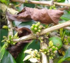 Café En Grains : Inde - Malabar - 1Kg - Cafés Lugat 9 Café En Grains : Inde - Malabar - 1Kg - Cafés Lugat -Magasin De Machines À Café inde malabar moussone 2