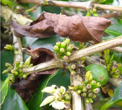 Café En Grains : Inde - Malabar - 1Kg - Cafés Lugat 5 Café En Grains : Inde - Malabar - 1Kg - Cafés Lugat – Image 3