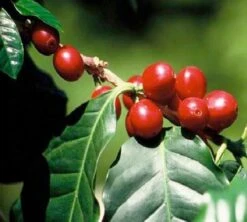 Café En Grains : Inde - Malabar - 1Kg - Cafés Lugat 10 Café En Grains : Inde - Malabar - 1Kg - Cafés Lugat -Magasin De Machines À Café inde malabar moussone 3