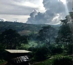 Café En Grains Mahembe - Rwanda Filtre - 250g - The Barn 10 Café En Grains Mahembe - Rwanda Filtre - 250g - The Barn -Magasin De Machines À Café mahembe the barn grain 4